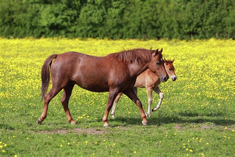 New Forest Pony 002 Photograph by Bob Langrish - Pixels