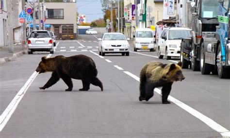 Niigata, Shiga, Kanazawa, Polar Bear Cafe, Forest People, Japanese Mountains, Northern Island ...