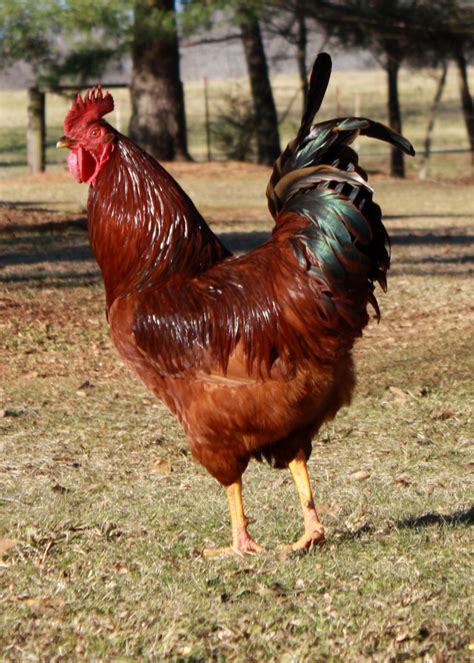 In Memory of Benny - the meanest rooster | Throw Back Thursdays | Pinterest | Rhode island red ...