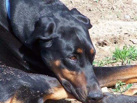 Doberman Paw Rescue – Doberman Pinscher Assistance of Wisconsin Inc