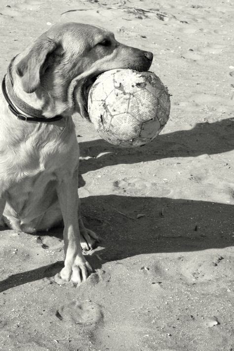 98 Dogs Playing Soccer ideas | dogs, soccer, puppies