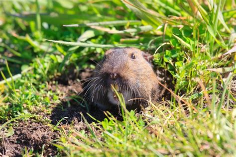 5 Animals That Burrow Under Concrete (& How to Stop Them)