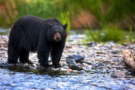 Bumping into Wild Animals in Canada » WorkingHolidayinCanada.com