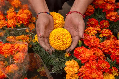 Cempasúchil, flor de vida, flor de muertos | Secretaría de Agricultura ...