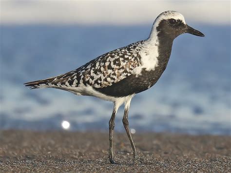 Black-bellied Plover - eBird