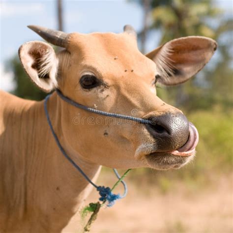 Light Bali cow stock photo. Image of bali, banteng, javanicus - 28319090