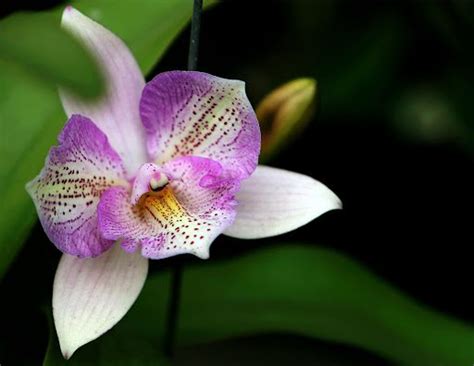 The Orchid Flower: A History of Meaning Across 6 Cultures