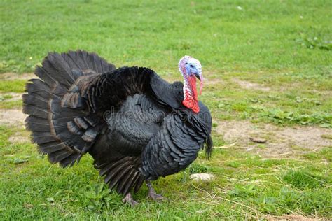 The domesticated turkey stock photo. Image of agriculture - 179163824