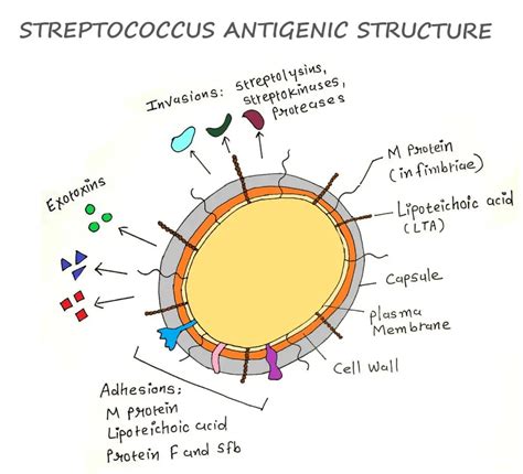 STREPTOCOCCUS PYOGENES | Microbiology