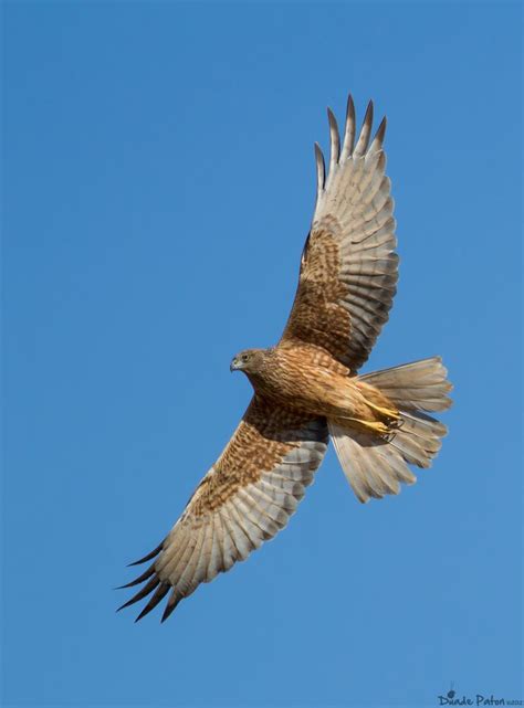 Swamp harrier - Alchetron, The Free Social Encyclopedia