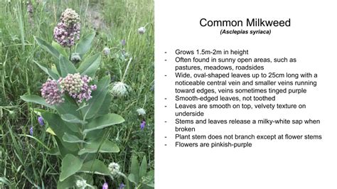 Milkweed Identification (Outdoor and Environmental Education)