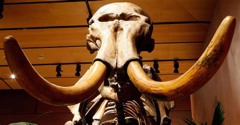 Island’s Mammoths May Have Been Thirsty at Their Extinction - The New York Times