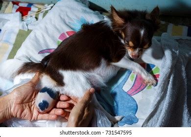 194 Dog Giving Birth Images, Stock Photos & Vectors | Shutterstock