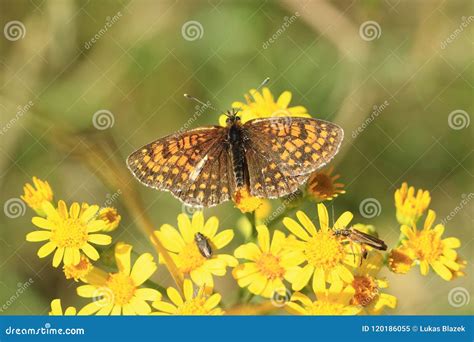 Duke of burgundy butterfly stock image. Image of animal - 120186055