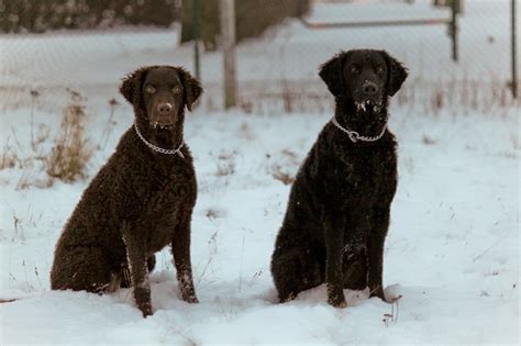 Irish Water Spaniel Dog Breed Information & Some Fun Facts