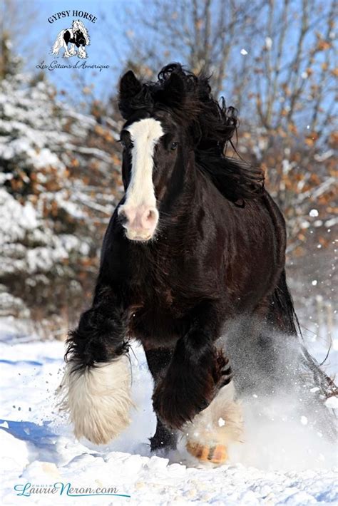 gypsy vanner draft horse running in the snow | Horses - Draft Horses | Pinterest | Horse, Animal ...