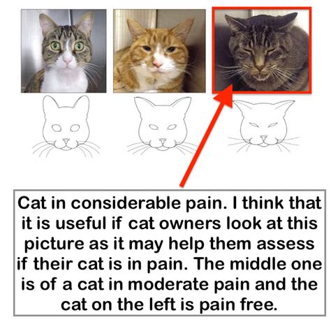 Beap Pain Scale For Cats