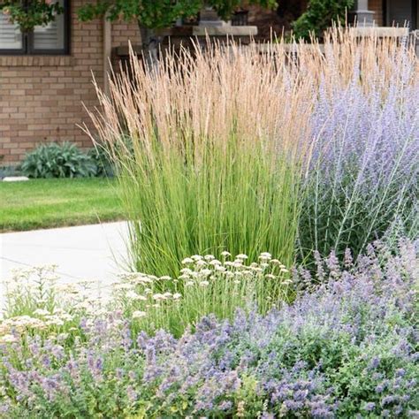 Karl Foerster Feather Reed Grass | American Meadows | Feather reed grass, Grasses garden ...