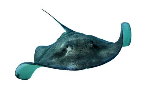 Stingray PNG Transparent Stingray.PNG Images. | PlusPNG