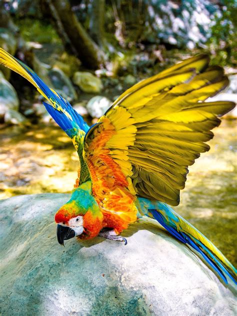 Macaw Wikipedia | vlr.eng.br