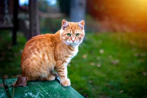 Exotic Shorthair Cat: Price, Lifespan, and Unique Types - Caty Pety