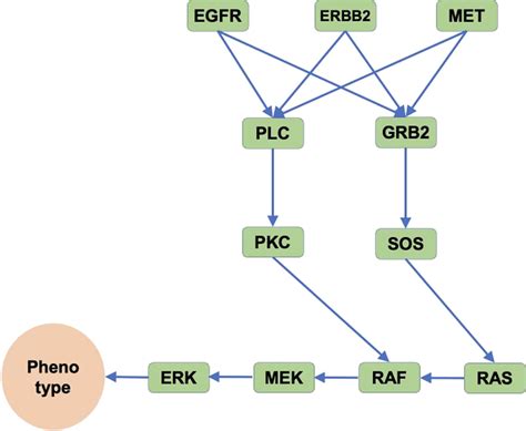 Schematic illustration of the simplified MAPK signaling pathway.... | Download Scientific Diagram