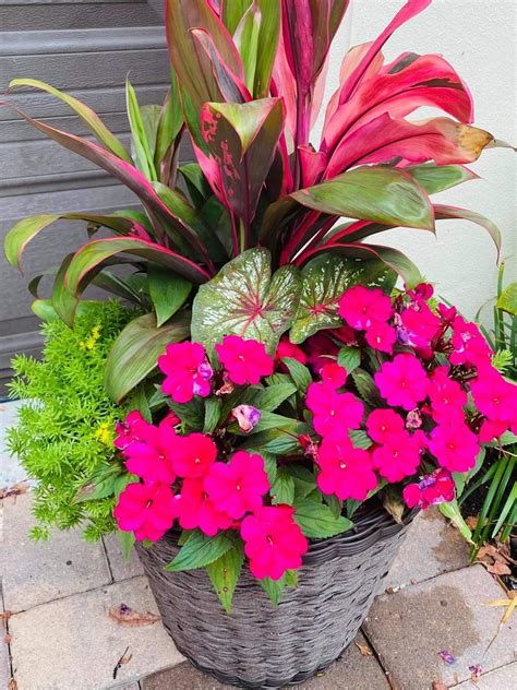 Container Gardening Flowers, Garden Containers, Container Plants ...