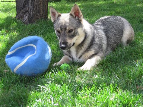 Swedish Vallhund - Puppies, Rescue, Pictures, Information, Temperament, Characteristics ...