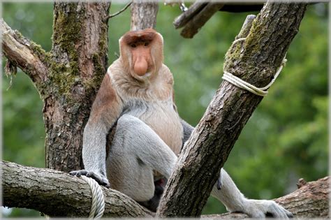 The Proboscis Monkey 2 Free Stock Photo - Public Domain Pictures