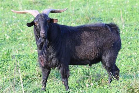 Spanish Goat – All About Goats