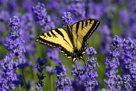 ‘Very active’ yellow butterfly boom in Washington state – WSU Insider