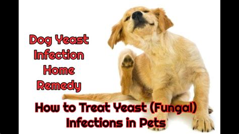 What Is A Natural Remedy For Yeast Infection In Dogs