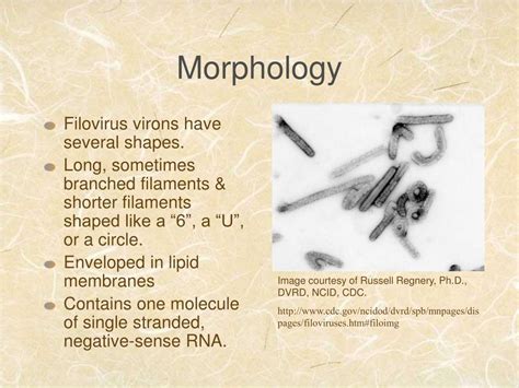 PPT - The Filoviridae Family PowerPoint Presentation - ID:244012