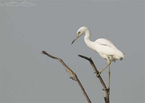 Age Related Color Morphs of Little Blue Herons - On The Wing Photography