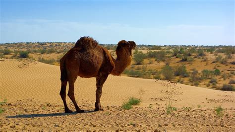 Flora And Fauna Of Sahara Desert