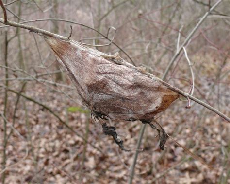 Ohio Birds and Biodiversity: Cecropia cocoon