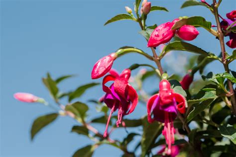 Fuchsia: Plant Care & Growing Guide