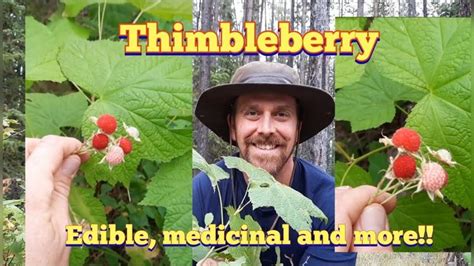 Thimbleberry - Identification and Description - YouTube | Diy yarn dolls, Herbal healing, Great ...