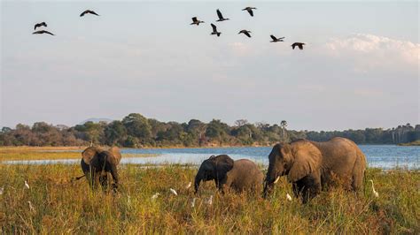 Inside Prince Harry's efforts to preserve African parks