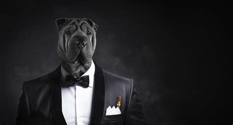 Download Muzzle Suit Funny Dog 4k Ultra HD Wallpaper