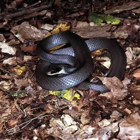 Snakes of Ohio: Identifying all 25 species (slideshow) - cleveland.com