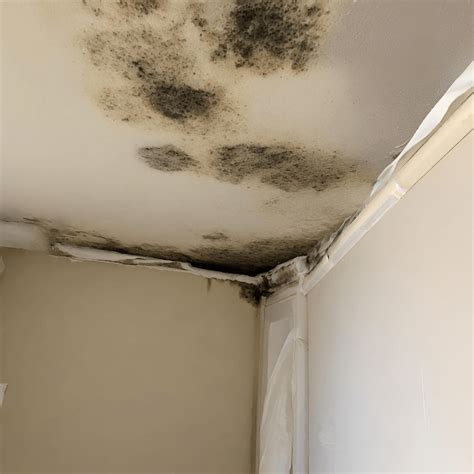 How Mould Removal Services Remove Mould Spores