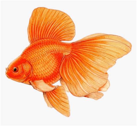 Goldfish With Large Fins Drawing - Pez Dibujo A Color, HD Png Download , Transparent Png Image ...