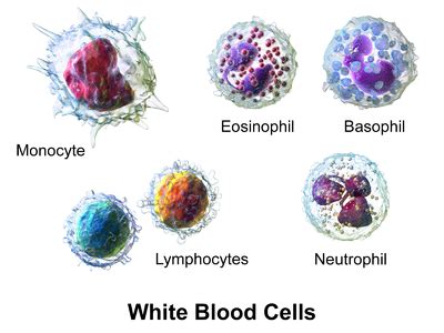 Leukocytes - Physiopedia