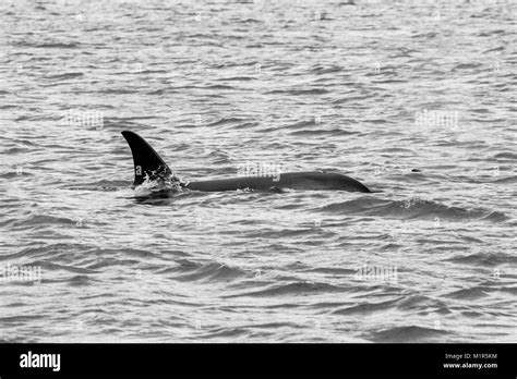 Orca Black and White Stock Photos & Images - Alamy