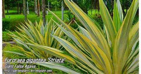 Garden Plants Cik Arn: Furcraea gigantea 'Striata'