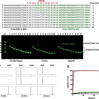 Comparison of T4 DNA Ligase, T4 RNA Ligase 2 and SplintR Ligase for... | Download Scientific Diagram