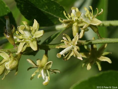 Gleditsia triacanthos (Honey Locust): Minnesota Wildflowers