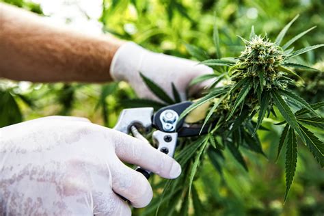 When to Harvest Cannabis: The Beginner's Guide