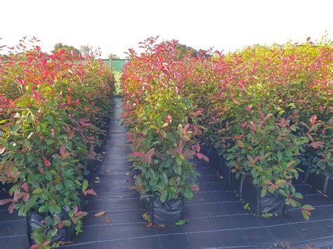 Photinia Red Robin Hedge| Pre Grown Hedges from Hedging UK